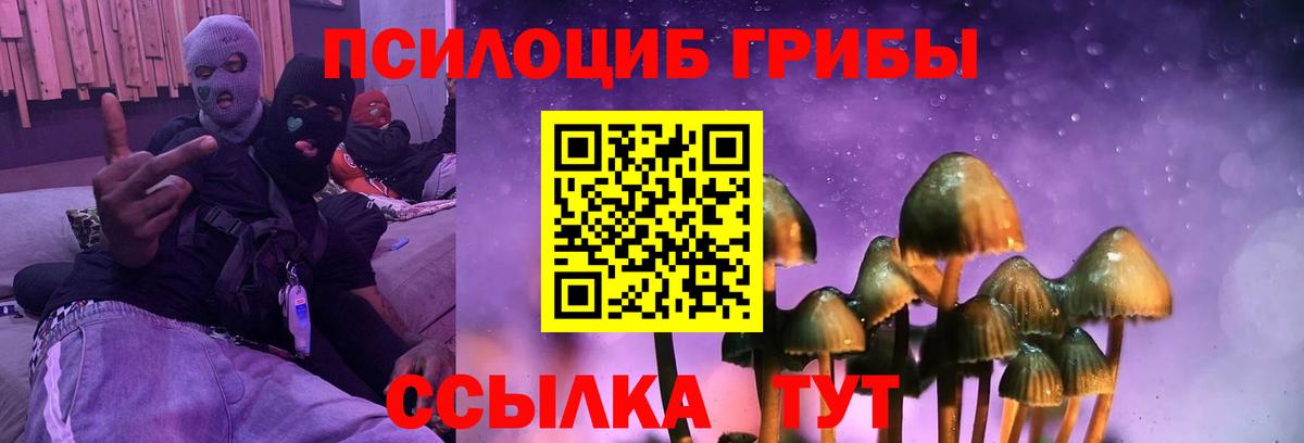 Галлюциногенные грибы Psilocybe Калач-на-Дону